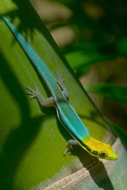 Phelsuma klemmeri | Phelsuma klemmeri in its natural habitat… | Flickr