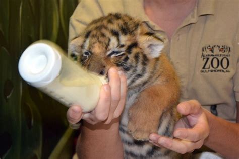 Gulf Coast Zoo loses four animals to flooding; 'it's been a bad morning ...