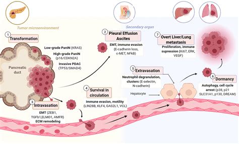 Frontiers | Pre-clinical Models of Metastasis in Pancreatic Cancer