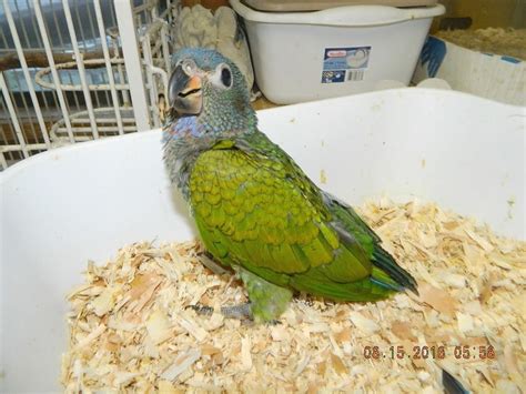 Blue Headed Pionus #109693 for sale in Tenmile, OR