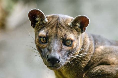 In search of Madagascar’s magical wildlife | Tours | New Scientist