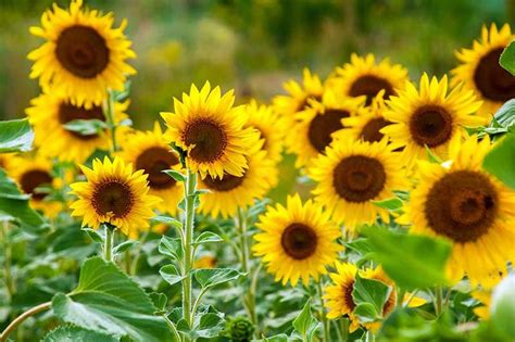 How to Plant and Grow Sensational Sunflowers | Gardener's Path | Cây cối, Cây che mát, Cây lâu năm