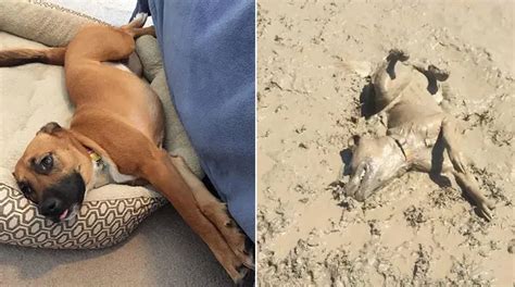 People Are Sharing Hilarious Photos That Show The Aftermath Of Letting Your Dog Play In The Mud