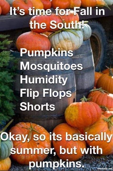 Fall in Florida | Fall humor, Pumpkin, Funny pictures