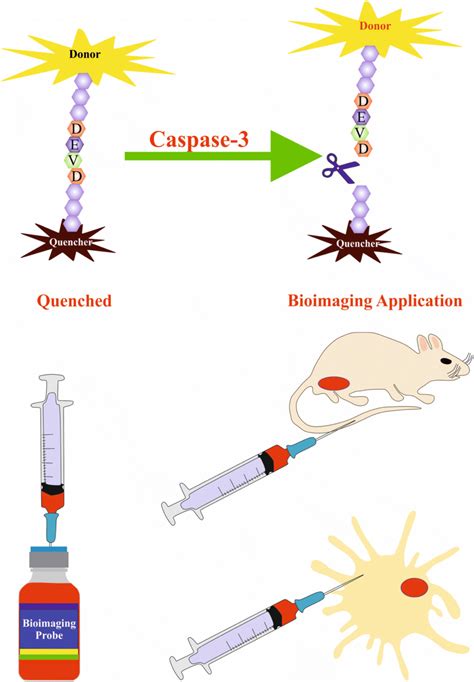 The bioimaging based assays for detection of caspase-3 activity... | Download Scientific Diagram