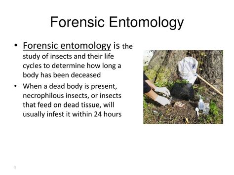 PPT - Forensic Entomology PowerPoint Presentation, free download - ID ...