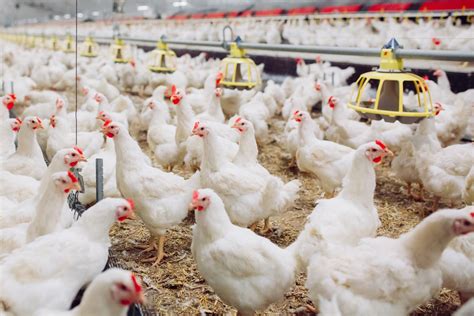 Ternak Ayam Bangkok Sukses Khusus Pemula