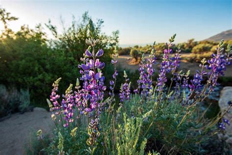 Flowering Desert Plants For Landscaping | Best Flower Site