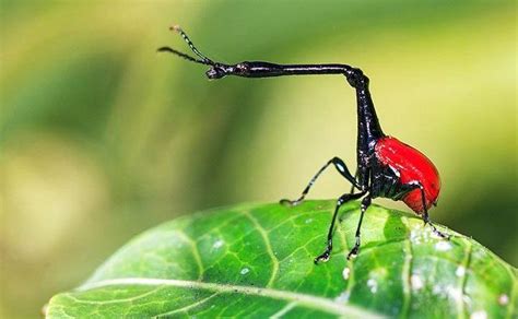 Giraffe Weevil Beetle: Identification, Life Cycle, Facts & Pictures