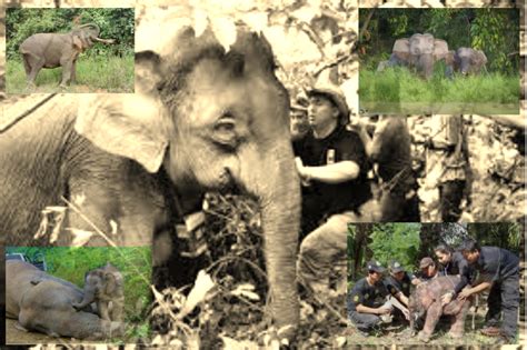 About - Save the Borneo Pygmy Elephant