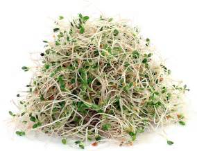 Alfalfa Facts, Health Benefits and Nutritional Value