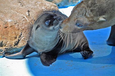 The many faces of Six Flags Discovery Kingdom's Animal Family - Visit Fairfield Blog