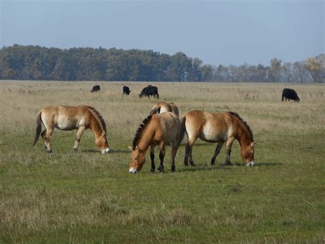 Hungary autumn – Wildlife Travel