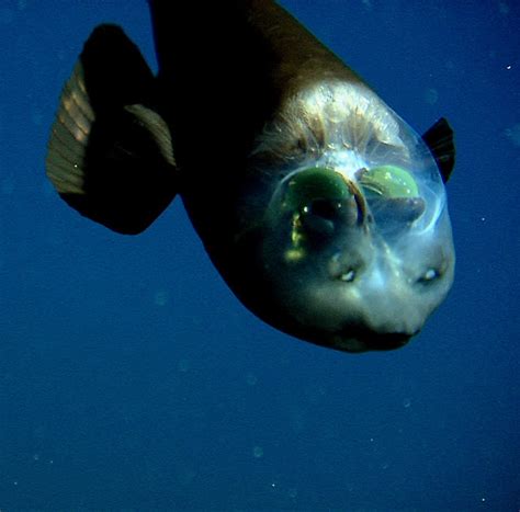 A Wolf Illustrations Blog: Barreleye Fish