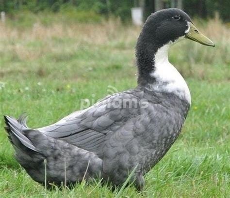 Blue Swedish Duck - Profile | Farming | Eggs | Care | Facts - BirdBaron