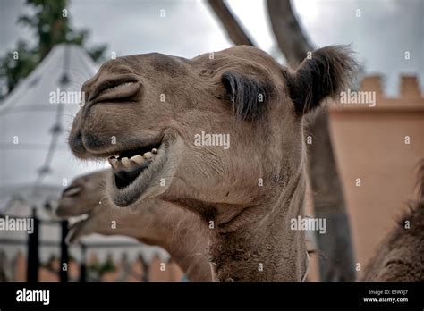 Camel funny animal face laughing Stock Photo - Alamy