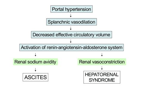 Hepatorenal Syndrome (HRS) - almostadoctor