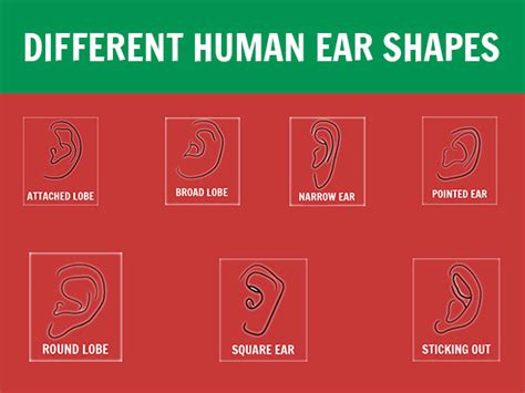 The 7 Types of Earlobes and the Secrets They Reveal About Your Personailty