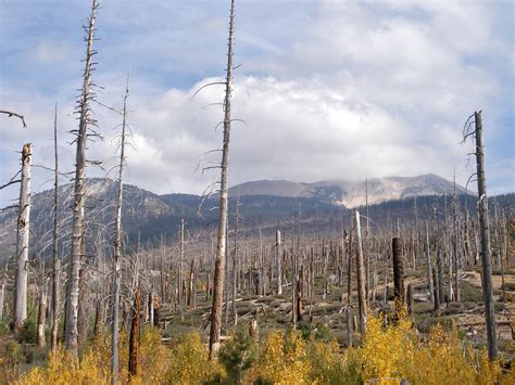 Burnt forest: Devils Postpile National Monument, California