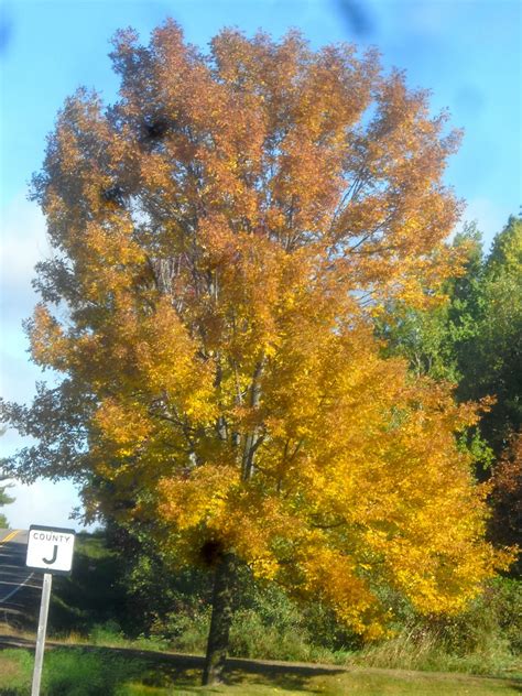 Art's Bayfield Almanac: ASH SPECIES FALL LEAF COLOR