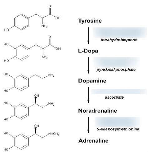 Adrenaline synthesis Diagram | Quizlet