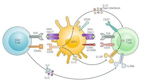 CD4T细胞有哪些 各有哪些功能_百度知道