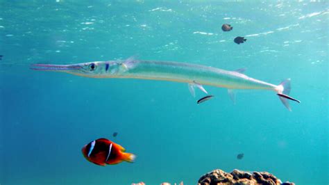 Needlefish Species: Scientific Information and Fun Facts - American Oceans