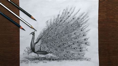 Drawing a dancing peacock in pencil | peacock drawing step by step ...