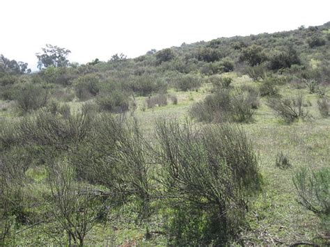 Typical chaparral vegetation on the west side of the park … | Flickr