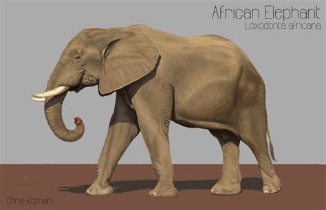 Chris Roman: Elephant Anatomy Study