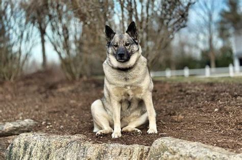 Norwegian elkhound: Dog breed characteristics & care