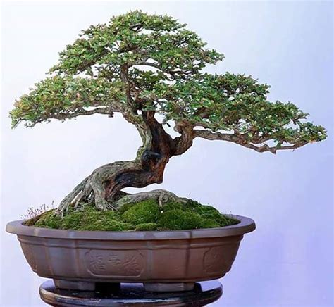 #bonsai #trees #trees | Plantas bonsai, Bonsai japones