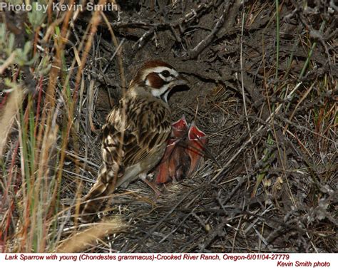 Lark Sparrow - East Cascades Audubon Society