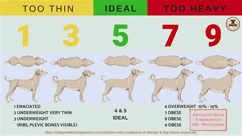 How To Keep Dog At Healthy Weight