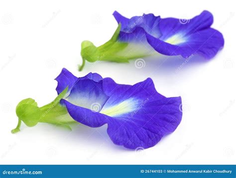 Clitoria Ternatea Or Aparajita Flower Stock Photos - Image: 26744103