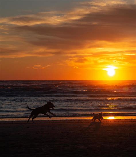 Dog Running Silhouette Stock Photos, Images and Backgrounds for Free ...