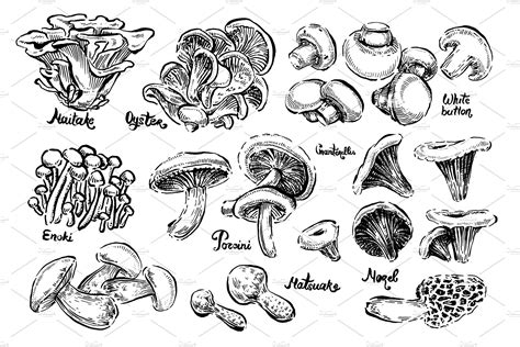 Mushrooms hand drawn illustration | Custom-Designed Illustrations ~ Creative Market