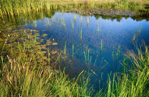 Swamp water stock photo. Image of detail, summer, botanic - 73460770