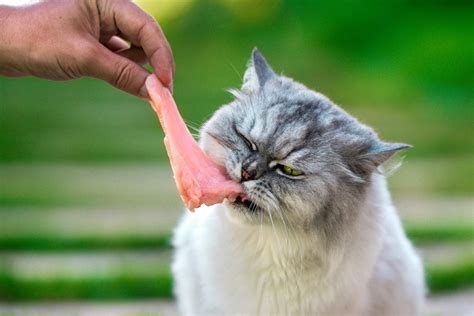 Can Cats Eat Raw Chicken? Everything You Need to Know Before Feeding ...