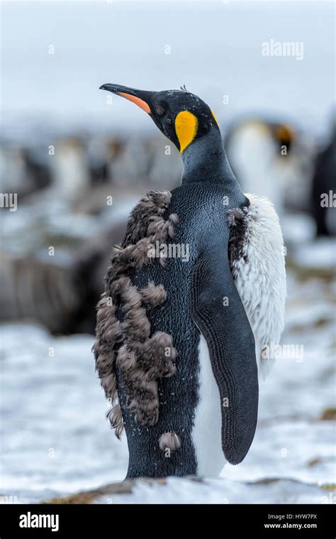 King penguin chick south georgia hi-res stock photography and images - Alamy