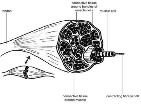 Anatomy And Physiology Of Animals Structure Of Muscle Image - Graph Diagram