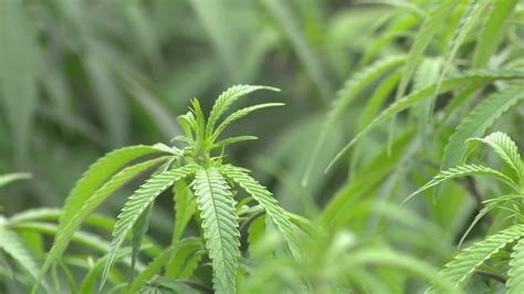 Bill to legalize marijuana in Virginia reintroduced by Hampton Roads Del. Steve Heretick | WAVY.com