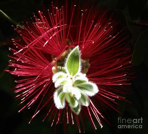 Bottle Brush Flower Photograph by Beatrice Cox - Fine Art America