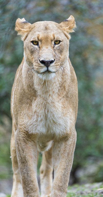 Mean lioness? | Animals beautiful, Exotic cats, Wild cats