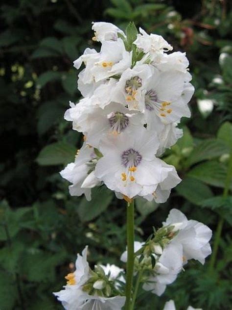 Pearl White Jacob's Ladder Flower Seeds/ Polemonium / Perennial 70+ | Flower seeds, Jacob's ...