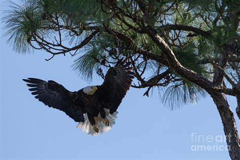 Eagle Landing 2 Photograph by Joey Calmes - Fine Art America