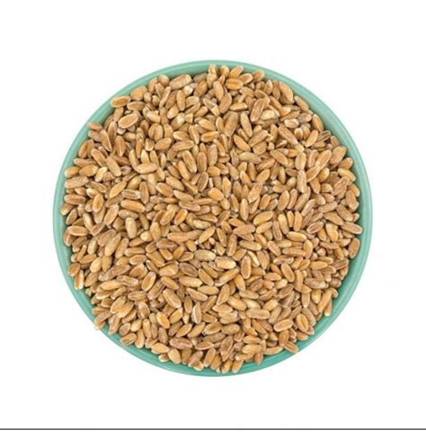 Emmer Wheat Grain