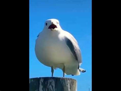 Screaming Seagull Meme (Original) - YouTube