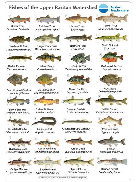 List Of Fish