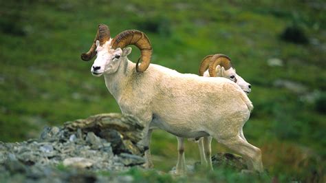 A Guide to Hunting Bighorn Sheep | MeatEater Hunting